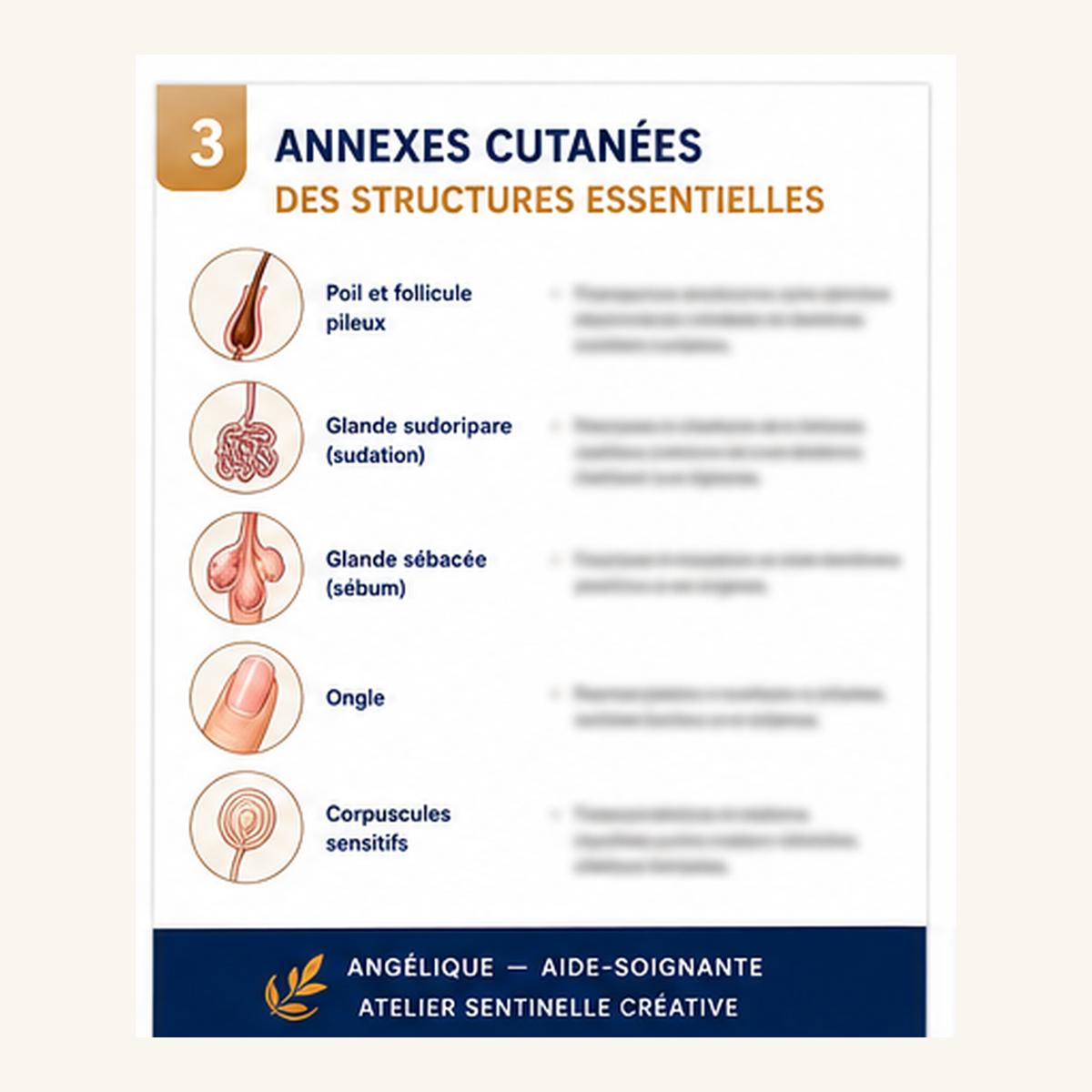 Aperçu 7 — M3-20 — La peau et le système tégumentaire